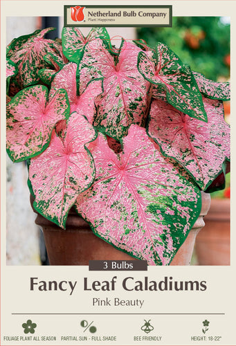 Netherland Bulb Company Fancy Leaf Caladiums - Pink Beauty (3 Bulbs)