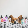 Kin + Kind Kin Organics Calming Rose Dog Shampoo (12 oz)