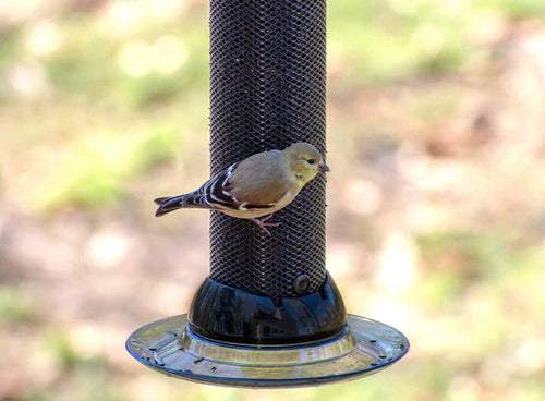 Classic Brands Droll Yankees® Onyx Clever Clean® Finch Screen Feeder with Easy Opening