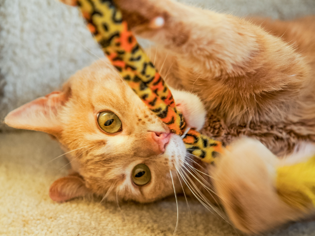 Orange cat laying on his back biting a leopard print plush toy