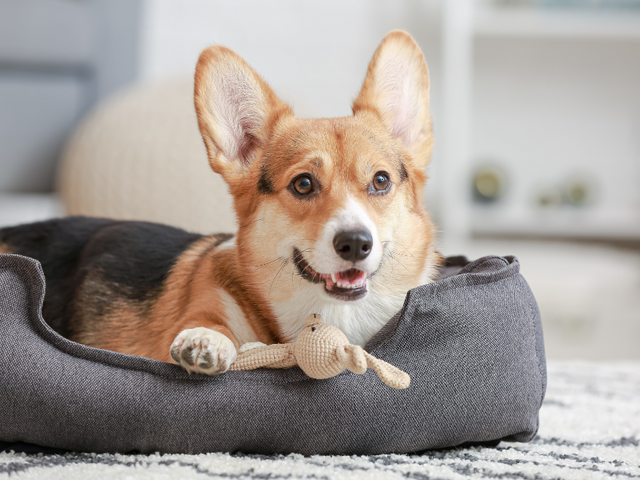 Corgi laying in a grey bed with a stuffed rabbit toy