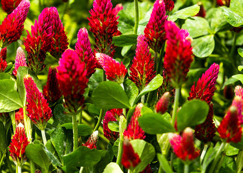 Crimson Clover