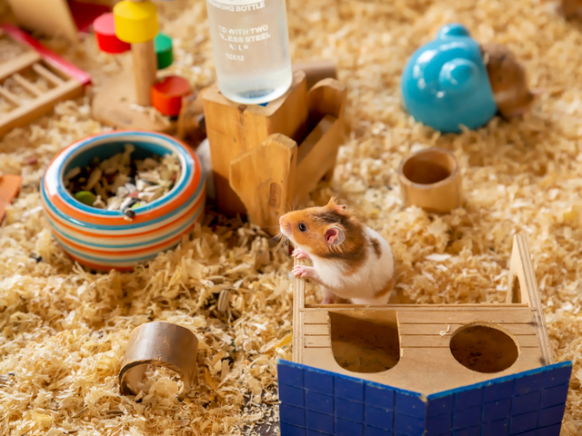 gerbil looking over a wooden play structure. Gerbil is standing in wood shaving bedding surrounded by an array of toys and food in a bowl deigned for small animals