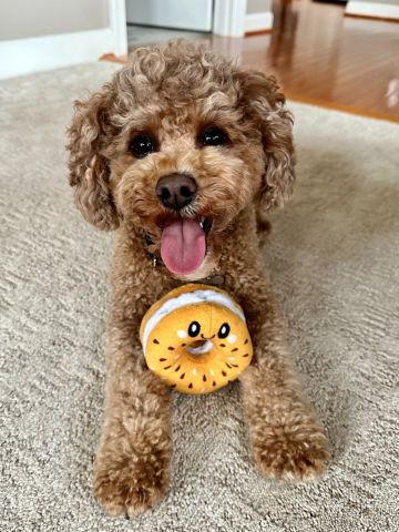 Territory Bagel Hide-And-Treat Plush Dog Toy (4)