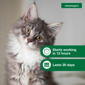 Advantage II Kitten Flea Treatment & Prevention (2 Monthly Doses)