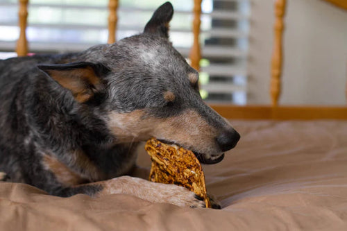 Redbarn Bully Coated Cow Ears