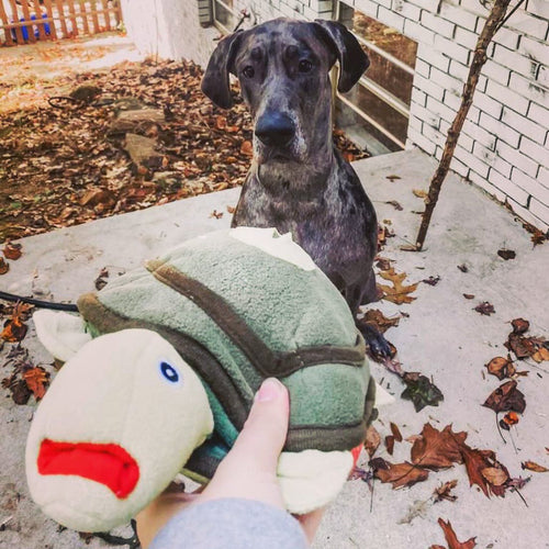 Injoya Turtle Snuffle Toy