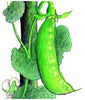 Mammoth Melting Sugar Tall Snow Pea