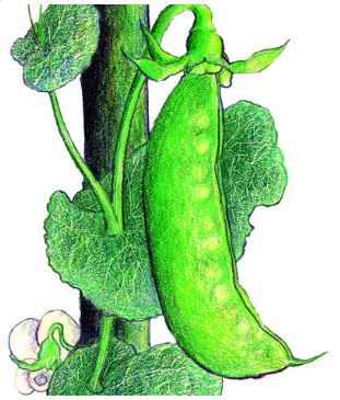 Mammoth Melting Sugar Tall Snow Pea