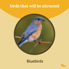 Birds Choice Bluebird Feeder Flower Shape for Mealworms and Dried Fruit
