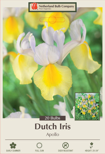 Netherland Bulb Company Dutch Iris 'Apollo'