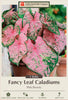 Netherland Bulb Company Fancy Leaf Caladiums - Pink Beauty
