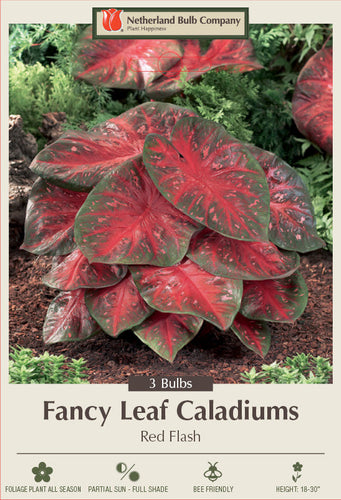 Netherland Bulb Company Fancy Leaf Caladiums - Red Flash