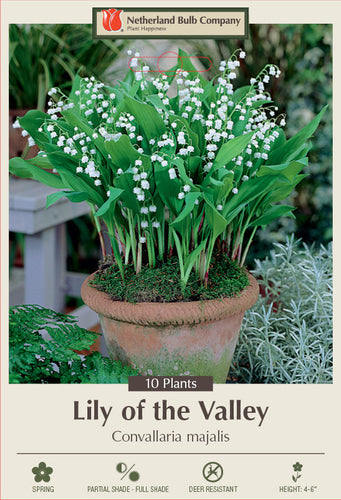Netherland Bulb Company Lily of the Valley