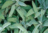 SEEDS OF CHANGE™ ORGANIC GARDEN SAGE SEEDS