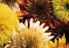 SEEDS OF CHANGE™ ORGANIC TIGER'S EYE MIX SUNFLOWER SEEDS