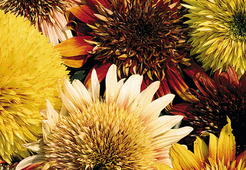 SEEDS OF CHANGE™ ORGANIC TIGER'S EYE MIX SUNFLOWER SEEDS