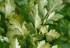 SEEDS OF CHANGE™ ORGANIC ITALIAN FLAT LEAF PARSLEY SEEDS