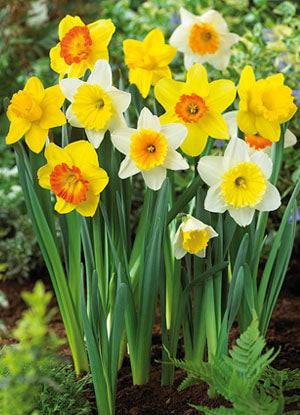 Netherland Bulb Company Large Cupped Daffodil/Narcissus Mix 20 Bulbs - Deer Resistant - 14/16 cm Bulbs