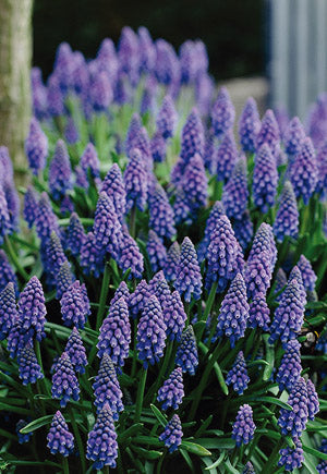Netherland Bulb Company Grape Hyacinth
