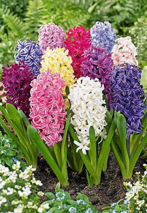 Netherland Bulb Company Hyacinth Mix Flower Bulbs - 12 Bulbs - Beautiful Colors - 15/16 Cm Bulbs