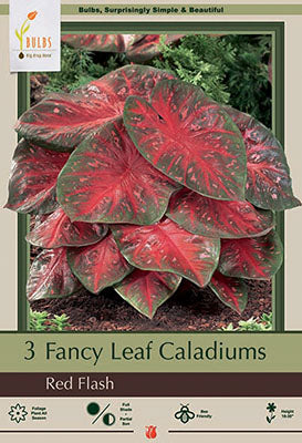 Netherland Bulb Company Fancy Leaf Caladiums - Red Flash