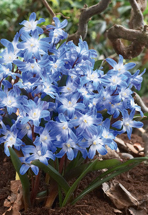 Netherland Bulb Company Glory of the Snow Chionodoxa Blue Giant - 25 Bulbs (- 5/+ cm Bulbs)