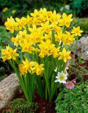 Netherland Bulb Co. Narcissus Tete a Tete, 25ct