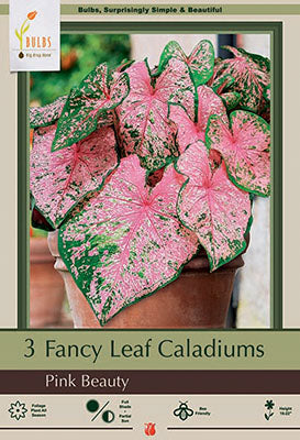 Netherland Bulb Company Fancy Leaf Caladiums - 'Pink Beauty'
