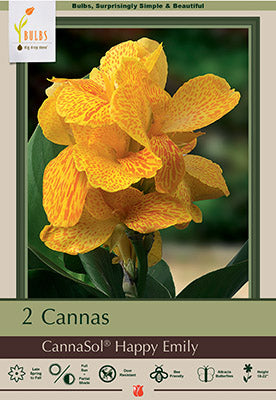 Netherland Bulb Company Canna Lily 'CannaSol® Happy Emily'