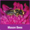 Nature's Way Better Gardens Farmhouse Bee Home (8.5”H x 5”W x 4.5”D)