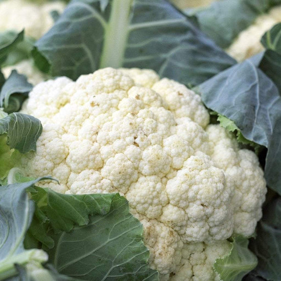 Sow True Seed Cauliflower Seeds - Snowball (Snowball)