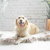 SnooZZy Glam Pet Orthopedic Dog Rug