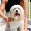 Coastal Pet Products Safari Dog Shedding Combs (Long hair)
